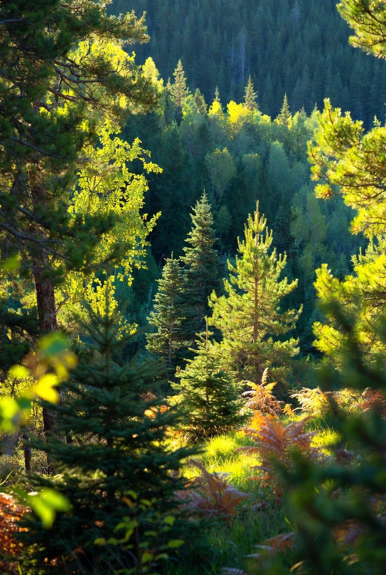 {
  "prompt": "breathtaking serene forest at golden hour, su